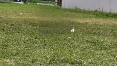 For Sale Tanah Premium di Alam Sutera, Tangerang, LT 420m²