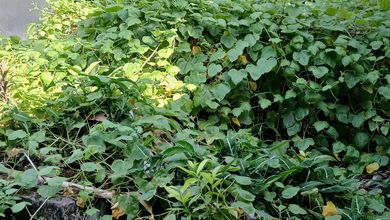 Jual Cepat Tanah Prospektif di Cibinong, Bogor, LT 407m²