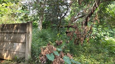 Tanah Elit Dijual di Setu, Bekasi, Harga 43,7 Triliun