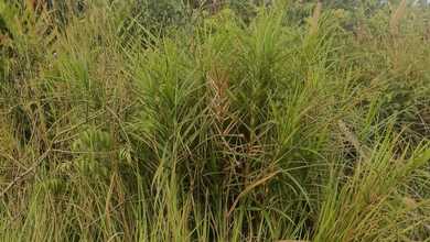 Tanah Elit Dijual di Sangatta Utara, Kutai Timur, Harga 70 Miliar