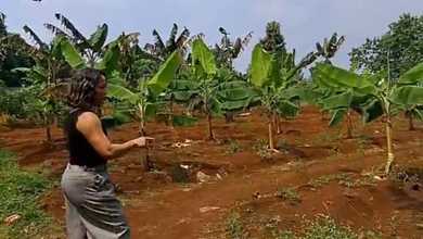 Dijual Tanah Premium di Cisauk, Tangerang, LT 20500m²