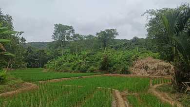 For Sale Tanah Premium di Pandeglang, Pandeglang, LT 69350m²