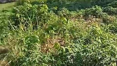 Kavling Prestisius Dijual di Gunung Sindur, Bogor, Harga 17,5 Miliar