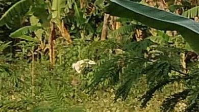 For Sale Tanah Eksklusif di Cikande, Serang, LT 15000m²