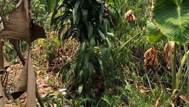 Kavling Prestisius Dijual di Cirebon Selatan, Cirebon, Harga 497 Triliun