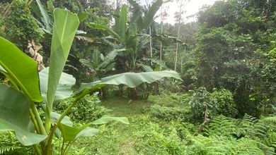 Tanah Komersial Elit Disewakan di Kawasan Tegallalang, Harga 6 Miliar