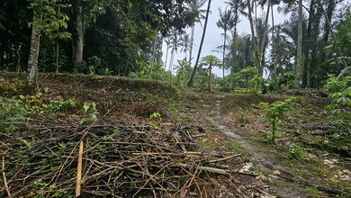 Tanah Harga Hemat di Payangan, Gianyar, Harga 50 Juta