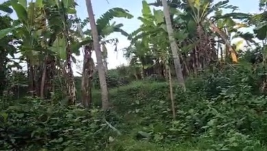 Disewakan Tanah Strategis di Mas, Gianyar, Lokasi Prime