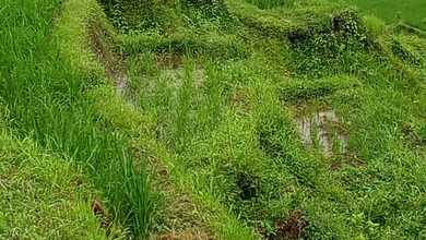 Tanah Strategis di Penebel, Tabanan, Harga 105 Juta