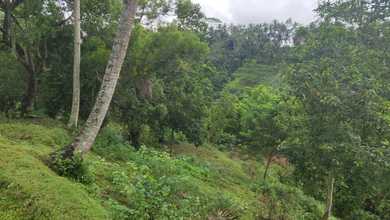 Tanah Ideal untuk Hunian di Ubud, Gianyar, Luas 44000m²