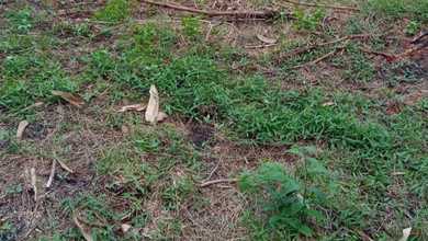 For Sale Tanah Premium di Subang, Subang, LT 30000m²