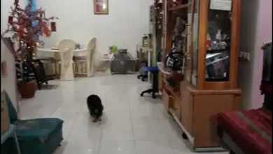 Rumah Area Luxury Taman Surya, Jakarta Barat - Harga Terbaik 2,75 Miliar