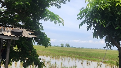 Kavling Prestisius Dijual di Ciasem, Subang, Harga 875 Miliar