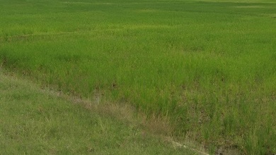 Kavling Prestisius Dijual di Pusakanagara, Subang, Harga 400 Miliar