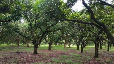 Kavling Prestisius Dijual di Kertajati, Majalengka, Harga 3,85 Triliun