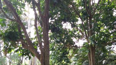 Tanah Favorit di Area Pangkalan Baru, Bangka Tengah, LT 1087m²