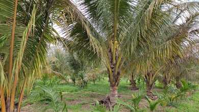 Tanah Elit Dijual di Jambi Luar Kota, Muaro Jambi, Harga 40 Miliar