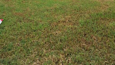 Dijual Tanah di Lokasi Premium Suvarna Sutera, Tangerang, Harga 595 Juta