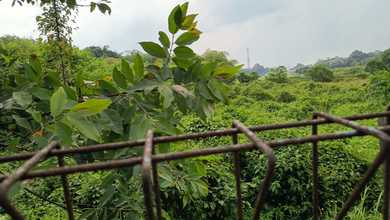 Tanah Cipondoh - 800m2