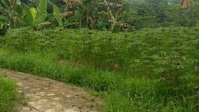 For Sale Tanah Premium di Ciampea, Bogor, LT 13850m²