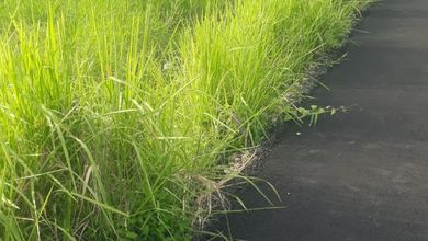 Kesempatan Tanah Murah di Denpasar Timur, Denpasar, Luas 200m²