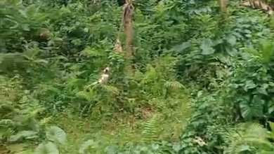 Jual Cepat Tanah Murah di Gianyar, Gianyar, LT 2200m²