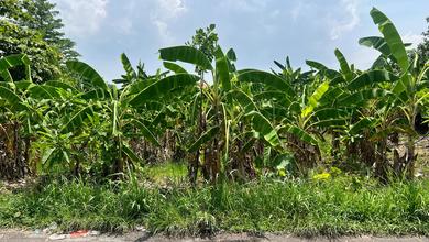 Promo Tanah Harga Ekonomis di Canggu, Badung