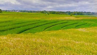 Tanah Strategis di Tabanan, Tabanan, Harga 35,2 Juta