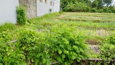 Tanah Harga Hemat di Gatot Subroto, Denpasar, Harga 232 Juta