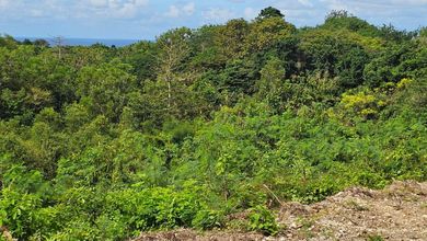 Dijual Kavling 3700 m2 Lokasi Cluster Mewah Ungasan