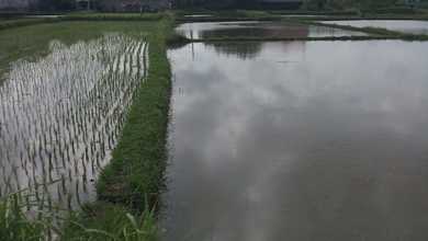 Jual Tanah Terjangkau di Area Ketewel, Gianyar
