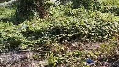 Disewakan Tanah Komersil x di Denpasar Utara, Denpasar