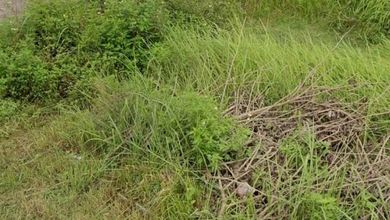 Dijual Tanah Premium di Dlanggu, Mojokerto, LT 2380m²