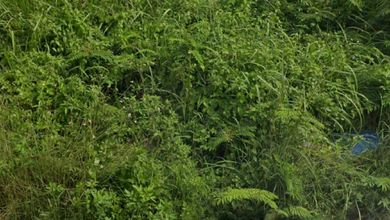 Tanah LT 9000 m2 Area Strategis Klapanunggal, Dijual Murah