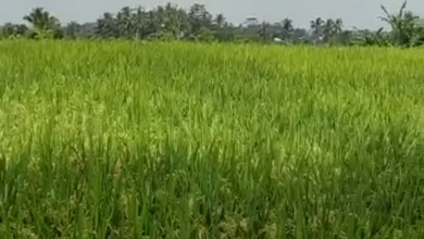 Dijual Tanah Eksklusif di Ubud, Gianyar, LT 2620m²