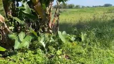 Jual Tanah Terjangkau di Area Kelating, Tabanan