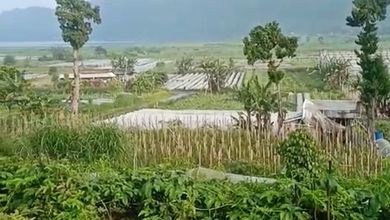 Jual Tanah Terjangkau di Area Pancasari, Buleleng