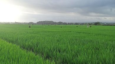 Dijual Kavling 12500 m2 Area Cluster Elit Kelating