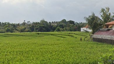 Investasi Tanah Murah di Cemagi, Badung, Luas 4800m²