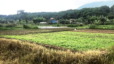 Tanah Harga Hemat di Bedugul, Tabanan, Harga 7,28 Juta