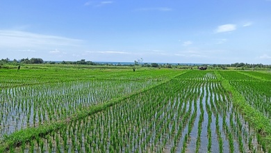 Segera Miliki Tanah Harga Ekonomis di Kelating, Tabanan