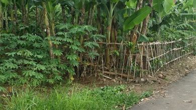 Dijual Tanah Premium di Ciampea, Bogor, LT 13850m²