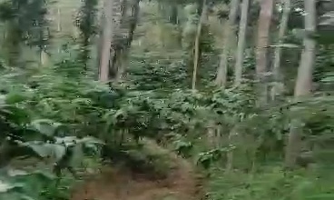 Tanah Elit Dijual di Temanggung, Temanggung, Harga 112 Triliun