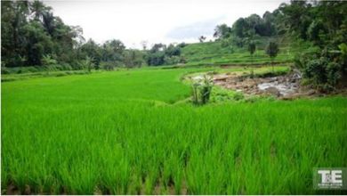 For Sale Tanah Eksklusif di Subang Kota, Subang, LT 150000m²