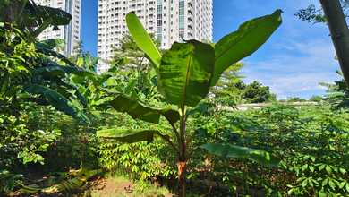 Tanah Elit Dijual di Kedoya, Jakarta Barat, Harga 64,7 Miliar