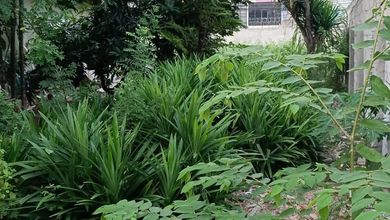 For Lease Tanah Premium di Kebon Jeruk, Jakarta Barat, LT 861m²