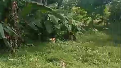 Sewa Tanah Per Tahun Luas 4000 m2 Lokasi BSD, Tangerang