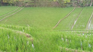 For Sale Tanah Premium di Tabanan, Tabanan, LT 1600m²