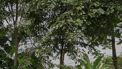 Disewakan Tanah Komersil x Area Parung, Bogor