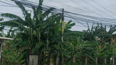 For Sale Tanah Eksklusif di Ciangsana, Bogor, LT 6000m²